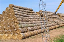 Corn Stalks - Solid Biomass Waste Processing